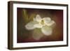 Magnolia in Bloom 2-Jai Johnson-Framed Giclee Print