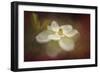 Magnolia in Bloom 2-Jai Johnson-Framed Giclee Print