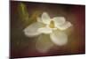 Magnolia in Bloom 2-Jai Johnson-Mounted Giclee Print