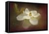 Magnolia in Bloom 2-Jai Johnson-Framed Stretched Canvas
