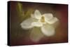 Magnolia in Bloom 2-Jai Johnson-Stretched Canvas