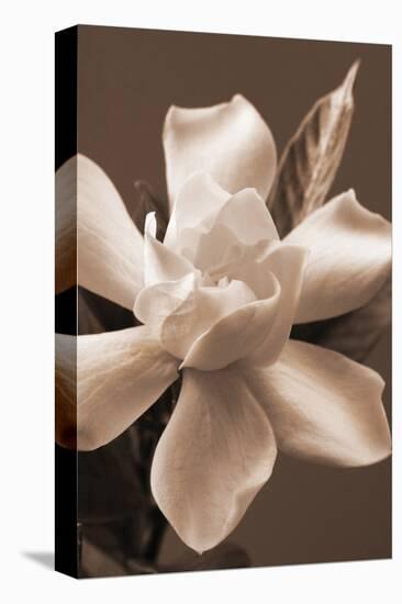 Magnolia in Sepia-Christine Zalewski-Stretched Canvas