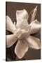 Magnolia in Sepia-Christine Zalewski-Stretched Canvas