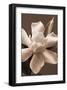 Magnolia in Sepia-Christine Zalewski-Framed Art Print