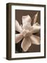 Magnolia in Sepia-Christine Zalewski-Framed Art Print