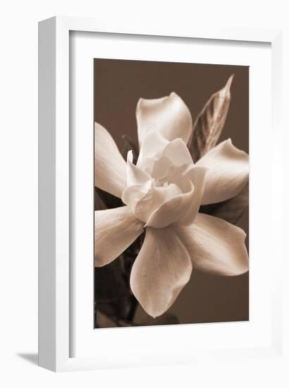 Magnolia in Sepia-Christine Zalewski-Framed Art Print