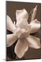 Magnolia in Sepia-Christine Zalewski-Mounted Art Print