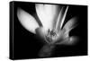 Magnolia in Subtle Light-George Oze-Framed Stretched Canvas