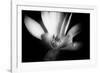 Magnolia in Subtle Light-George Oze-Framed Photographic Print