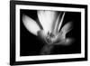 Magnolia in Subtle Light-George Oze-Framed Photographic Print