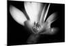 Magnolia in Subtle Light-George Oze-Mounted Photographic Print