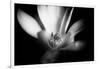 Magnolia in Subtle Light-George Oze-Framed Photographic Print