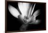 Magnolia in Subtle Light-George Oze-Framed Photographic Print