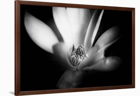 Magnolia in Subtle Light-George Oze-Framed Photographic Print