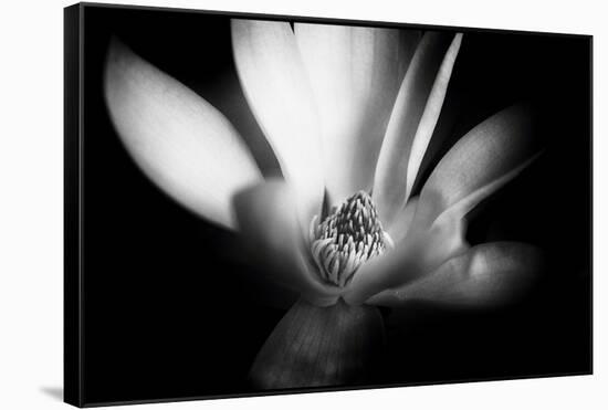 Magnolia in Subtle Light-George Oze-Framed Stretched Canvas