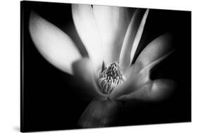 Magnolia in Subtle Light-George Oze-Stretched Canvas