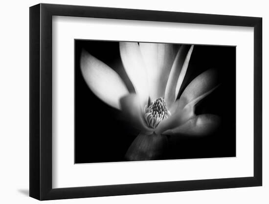 Magnolia in Subtle Light-George Oze-Framed Premium Photographic Print