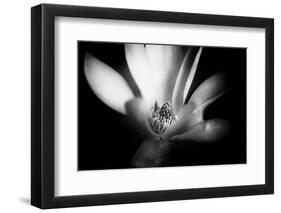 Magnolia in Subtle Light-George Oze-Framed Premium Photographic Print