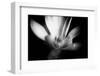 Magnolia in Subtle Light-George Oze-Framed Premium Photographic Print