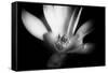 Magnolia in Subtle Light-George Oze-Framed Stretched Canvas