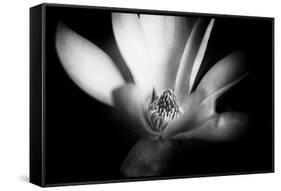 Magnolia in Subtle Light-George Oze-Framed Stretched Canvas