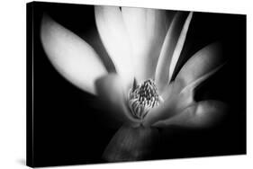 Magnolia in Subtle Light-George Oze-Stretched Canvas