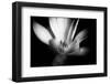 Magnolia in Subtle Light-George Oze-Framed Photographic Print