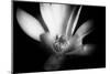 Magnolia in Subtle Light-George Oze-Mounted Photographic Print