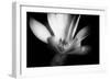 Magnolia in Subtle Light-George Oze-Framed Photographic Print