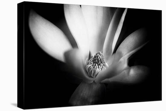 Magnolia in Subtle Light-George Oze-Stretched Canvas