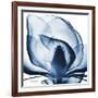 Magnolia Indigo-Albert Koetsier-Framed Art Print