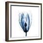 Magnolia Indigo-Albert Koetsier-Framed Art Print