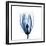 Magnolia Indigo-Albert Koetsier-Framed Art Print