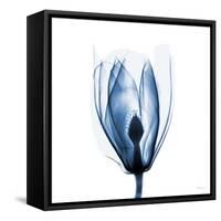 Magnolia Indigo-Albert Koetsier-Framed Stretched Canvas