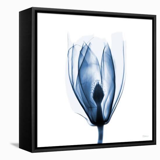 Magnolia Indigo-Albert Koetsier-Framed Stretched Canvas