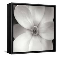 Magnolia IV-Jim Christensen-Framed Stretched Canvas