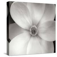 Magnolia IV-Jim Christensen-Stretched Canvas