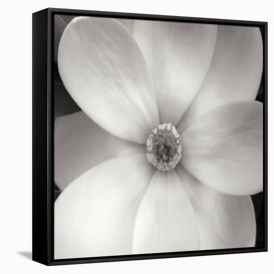 Magnolia IV-Jim Christensen-Framed Stretched Canvas