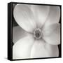 Magnolia IV-Jim Christensen-Framed Stretched Canvas