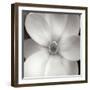 Magnolia IV-Jim Christensen-Framed Premium Photographic Print