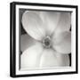 Magnolia IV-Jim Christensen-Framed Premium Photographic Print