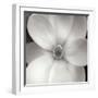 Magnolia IV-Jim Christensen-Framed Premium Photographic Print