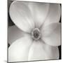 Magnolia IV-Jim Christensen-Mounted Premium Photographic Print