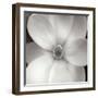 Magnolia IV-Jim Christensen-Framed Photographic Print