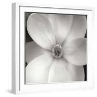 Magnolia IV-Jim Christensen-Framed Photographic Print