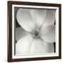 Magnolia IV-Jim Christensen-Framed Photographic Print