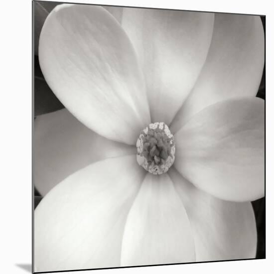 Magnolia IV-Jim Christensen-Mounted Photographic Print