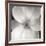 Magnolia IV-Jim Christensen-Framed Photographic Print