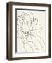 Magnolia Line Drawing v2 Crop-Moira Hershey-Framed Art Print