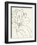 Magnolia Line Drawing v2 Crop-Moira Hershey-Framed Art Print